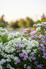 Lilac Parfümöl - Für weitere Informationen anklicken